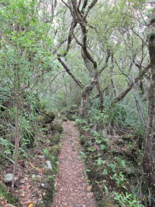 Rangitoto track